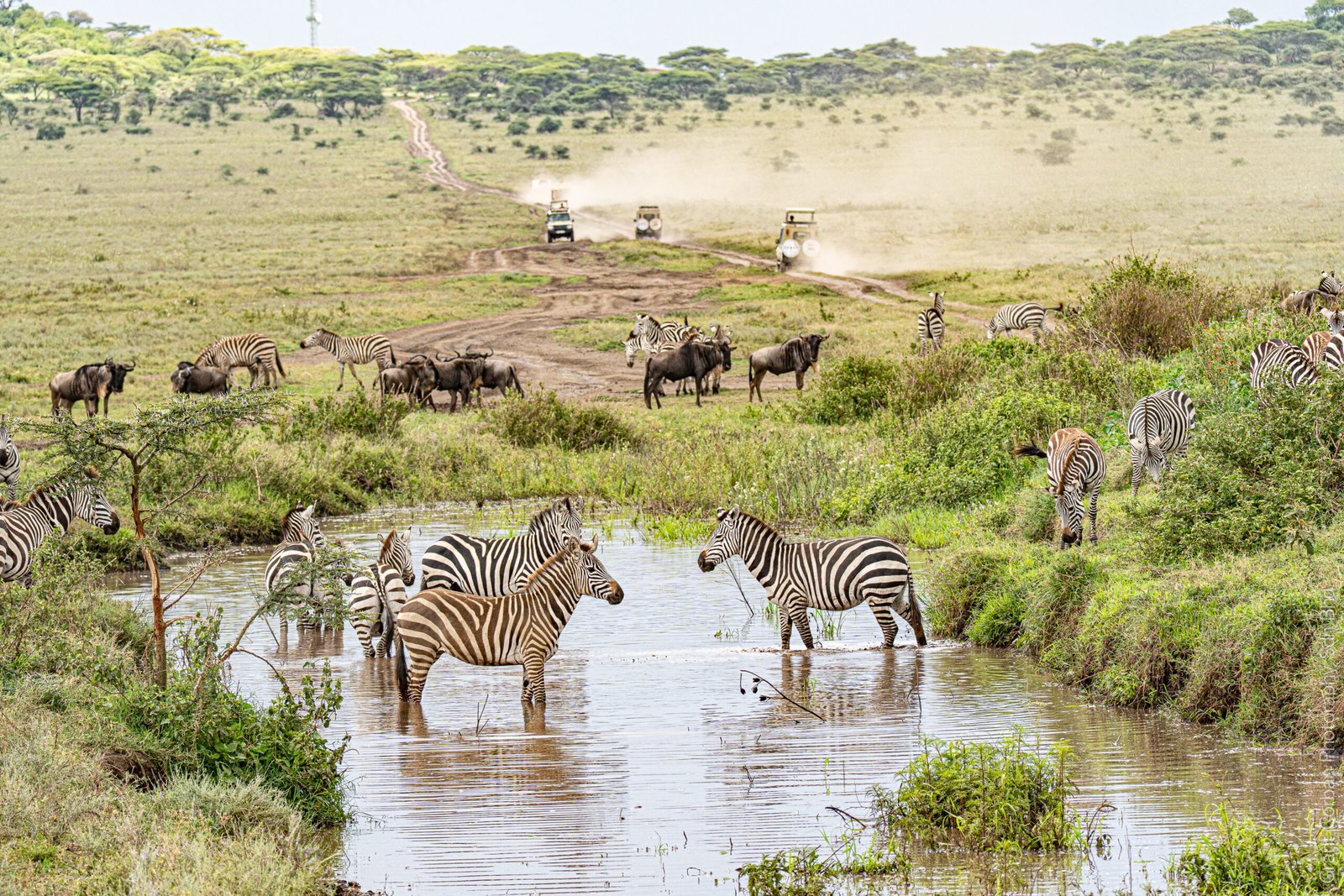 Zebra and wildebeest crossing water with safari vehicles in the Serengeti