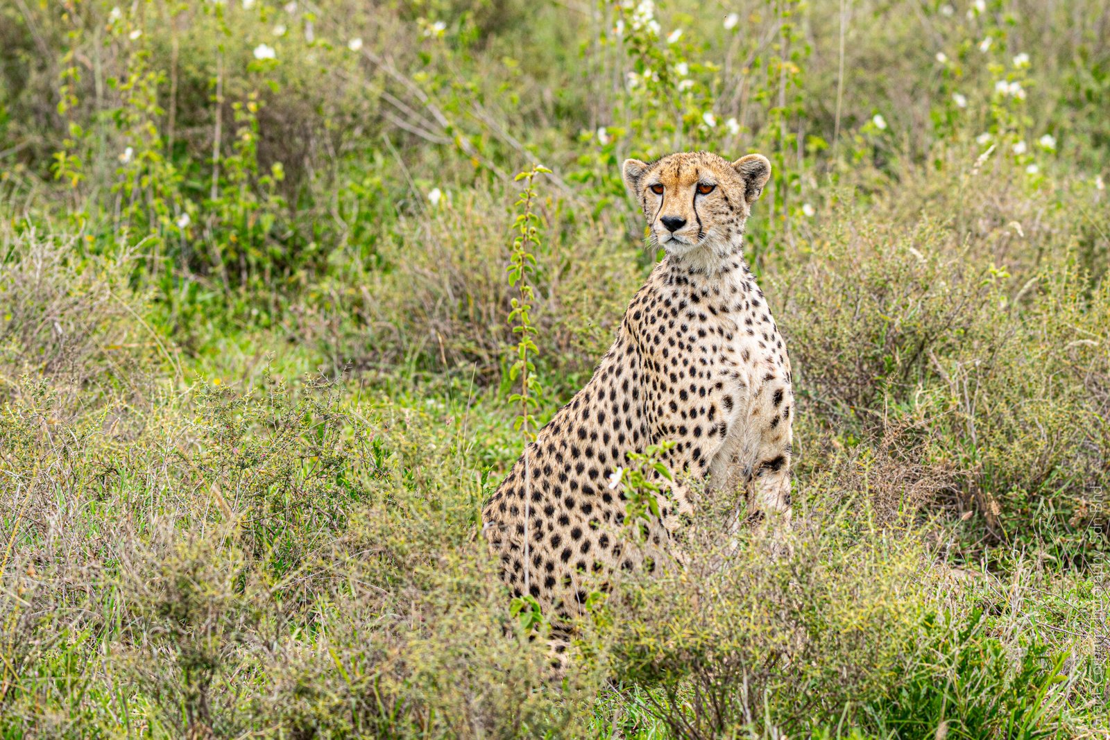 Cheetah sitting in the grass, Tanzania
