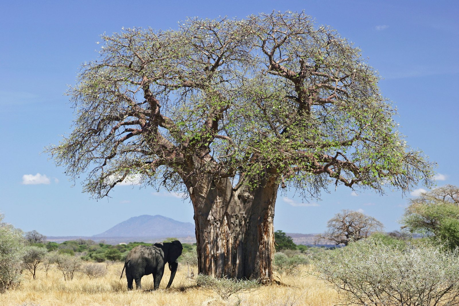 Baobab trees and elephant herd, Tarangire National Park, Tanzania