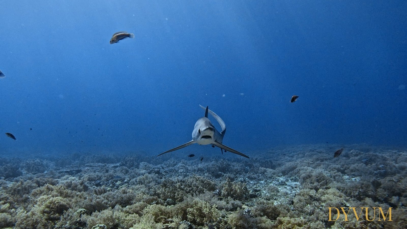 Thresher shark swimming over a coral reef, captured on a DYVUM AWARE Shark & Ray Conservation dive