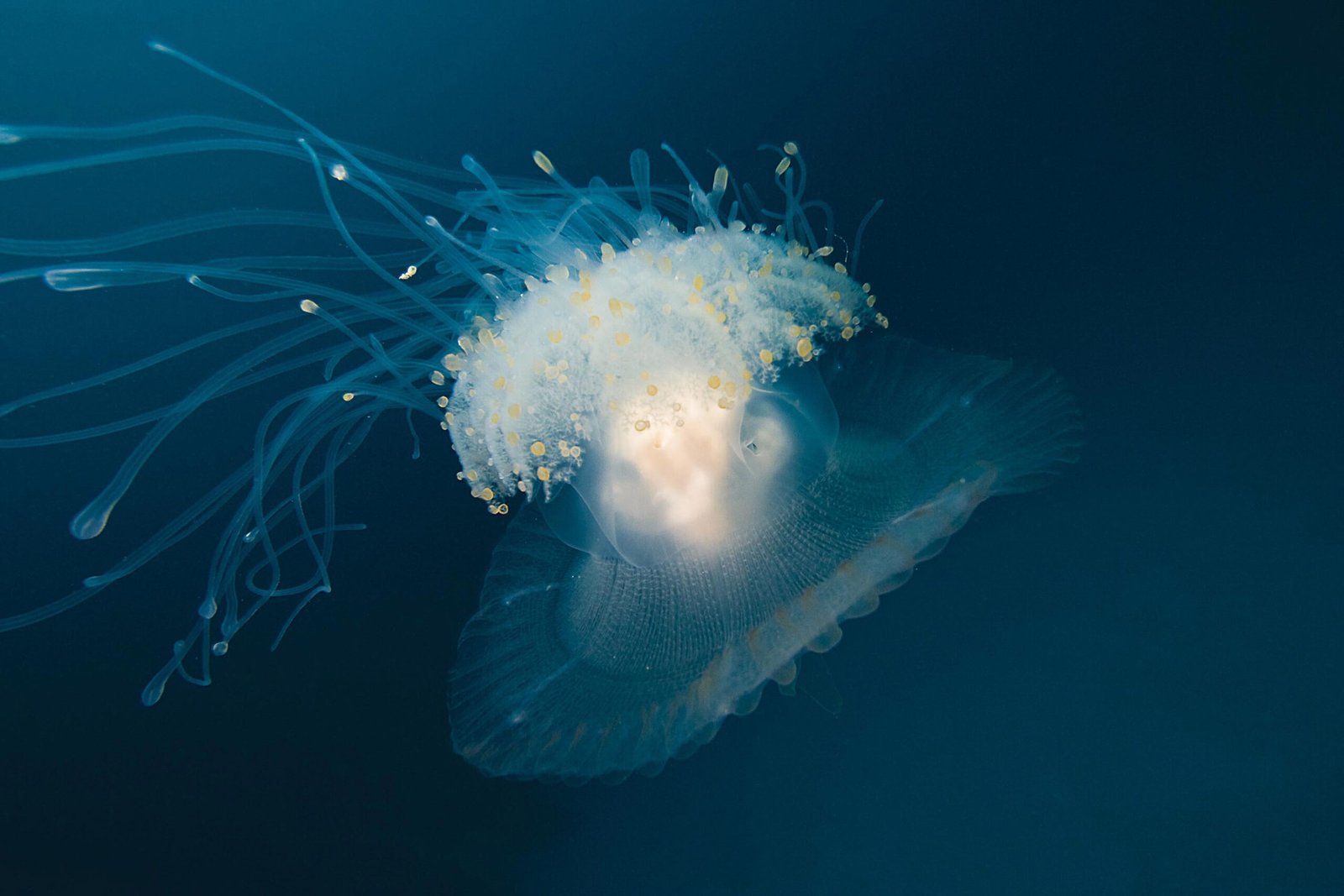 Jellyfish encountered on a DYVUM Fish Identification dive