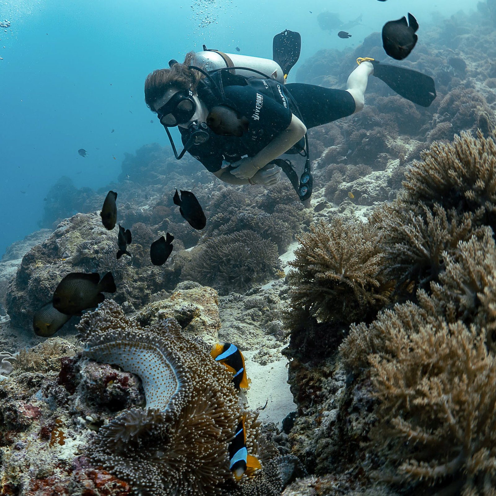 Diver over a Zanzibar reef with anemonefish