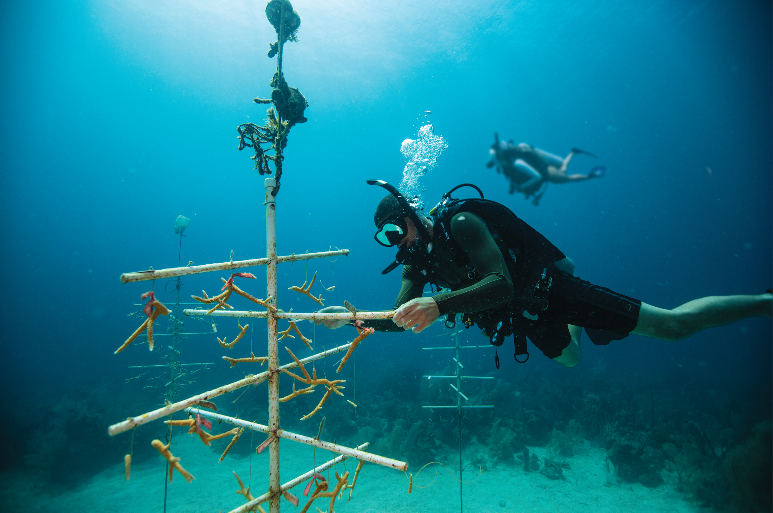 DYVUM PADI AWARE diver observing marine life underwater