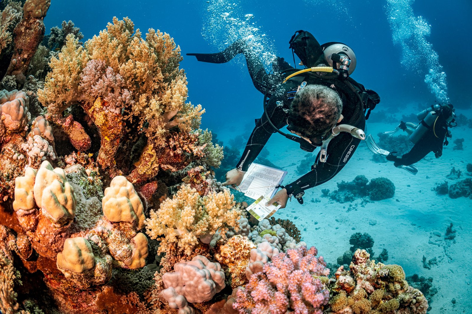 Coral reef ecosystem observed on a DYVUM AWARE Coral Reef Conservation dive