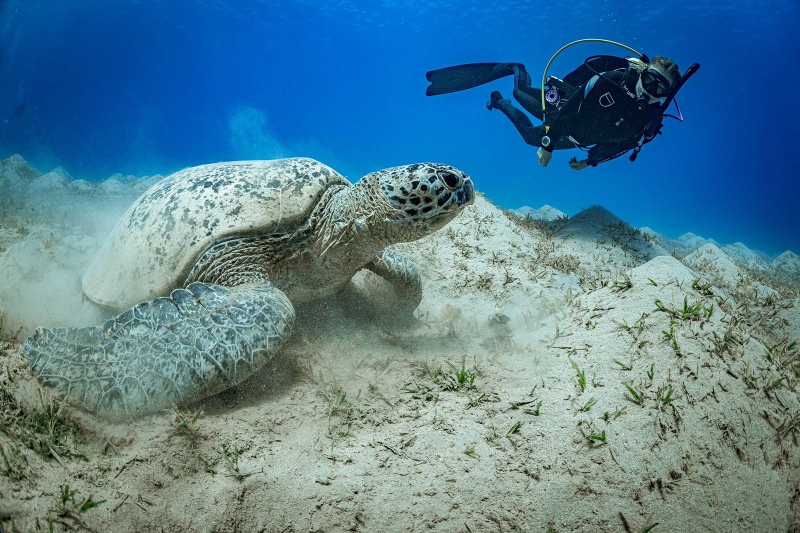 DYVUM Peak Performance Buoyancy diver hovering beside a sea turtle