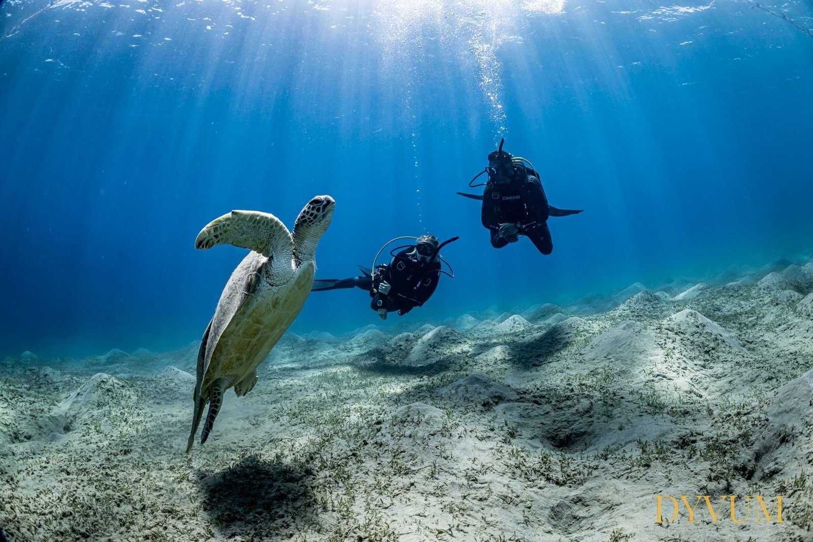 Divers with a sea turtle underwater, representing the DYVUM Master Scuba Diver milestone