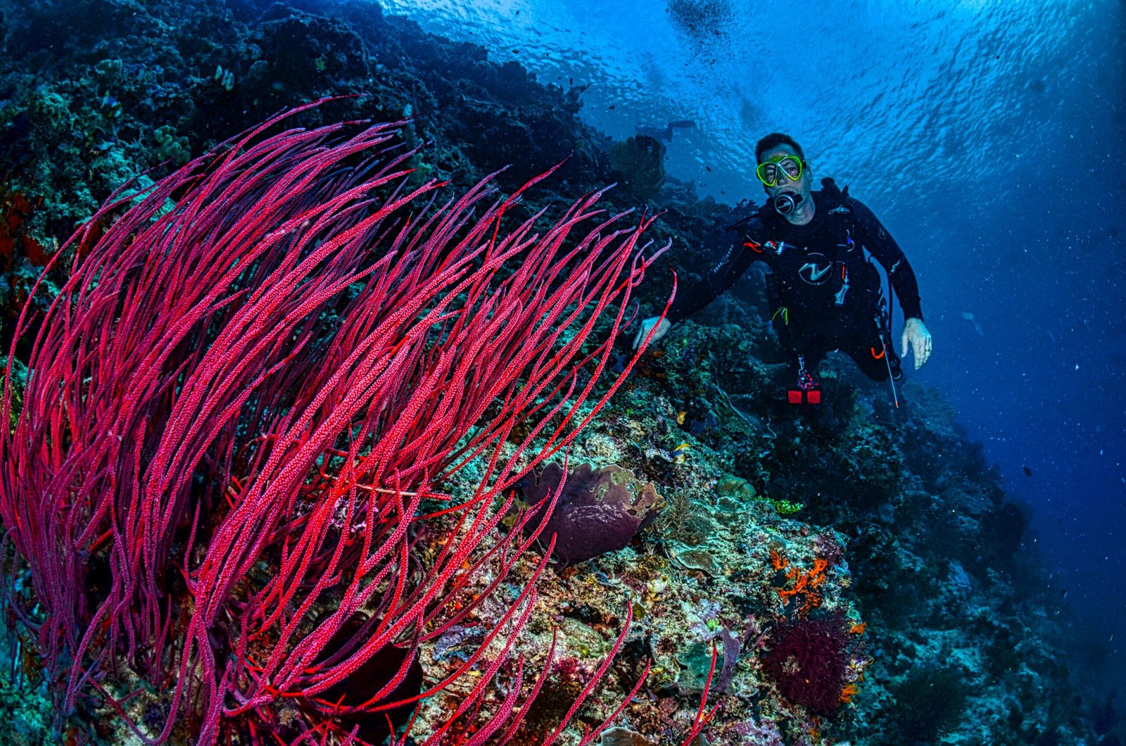 Alor underwater reef