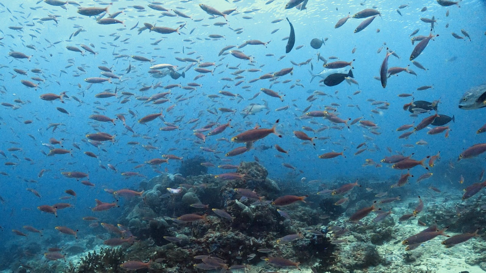 Welcome to the DYVUM Journal