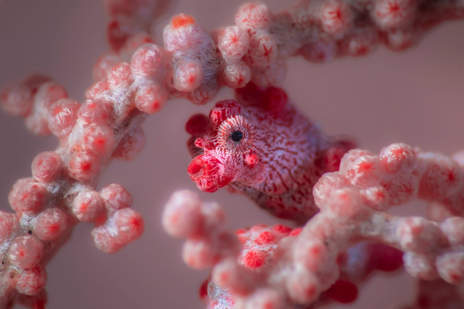 Pink pygmy seahorse, face detail