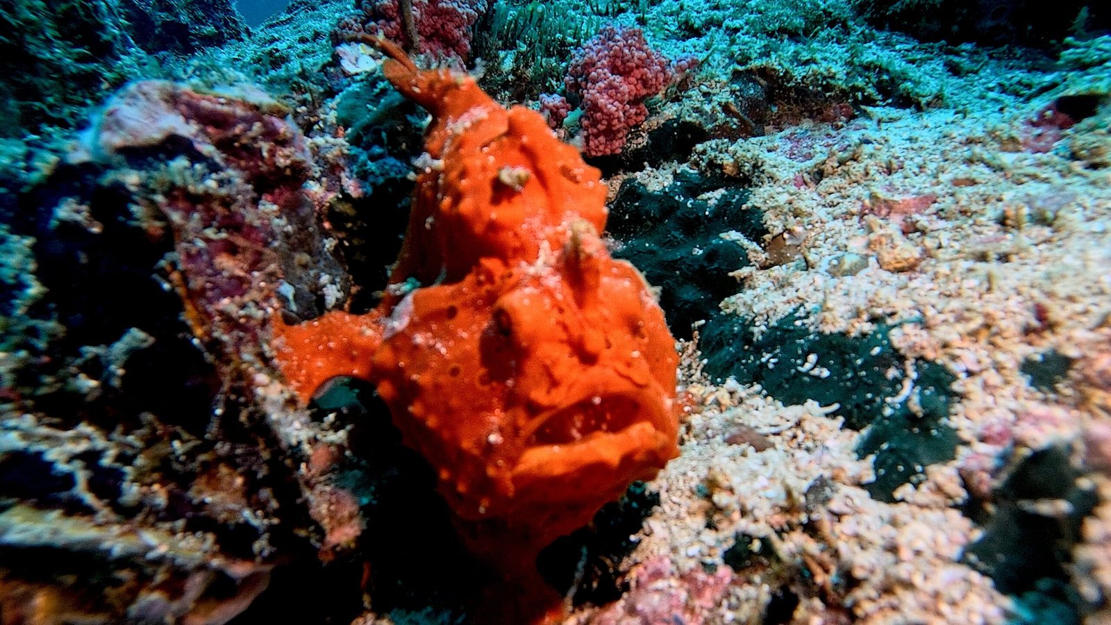 Giant frogfish, Malapascua