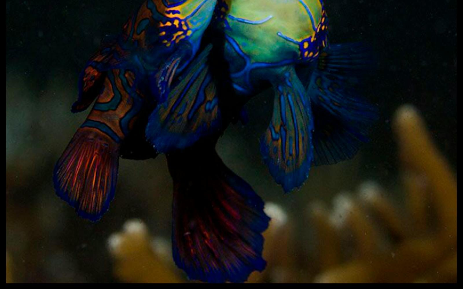 Mandarin fish courtship pair at dusk, Malapascua