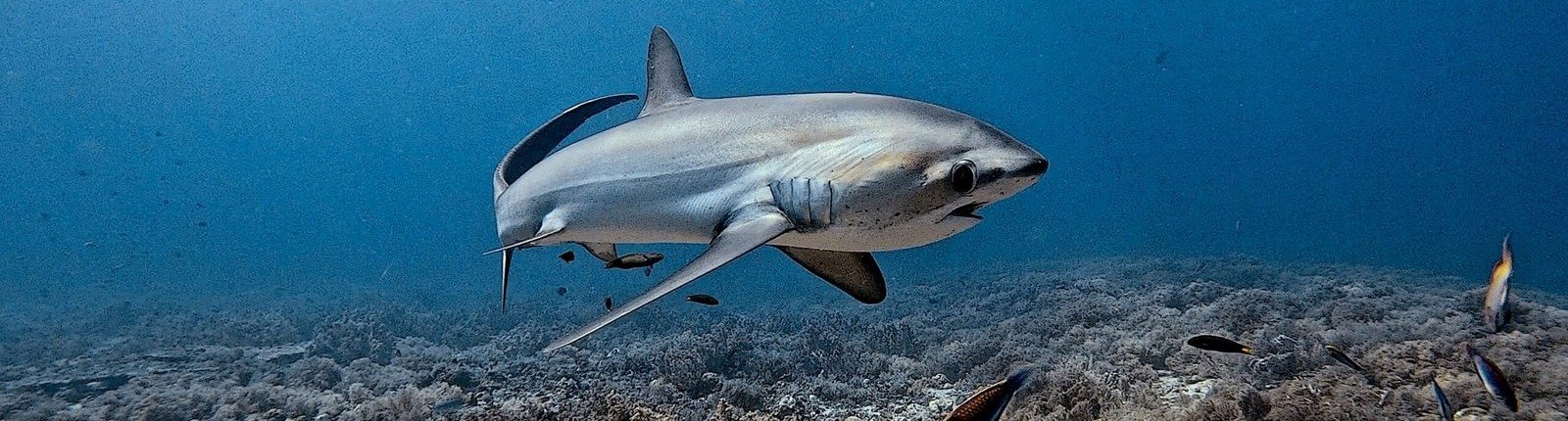 A thresher shark close pass over the reef at Malapascua, Philippines