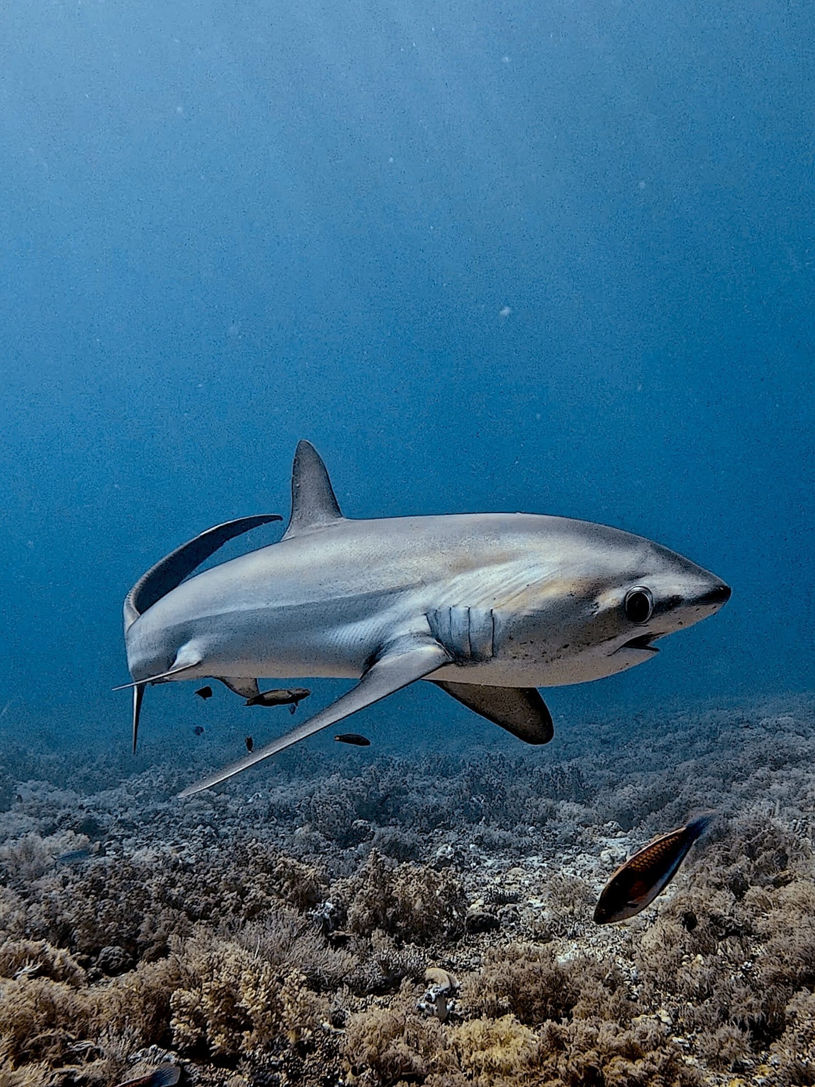 Thresher shark, Malapascua