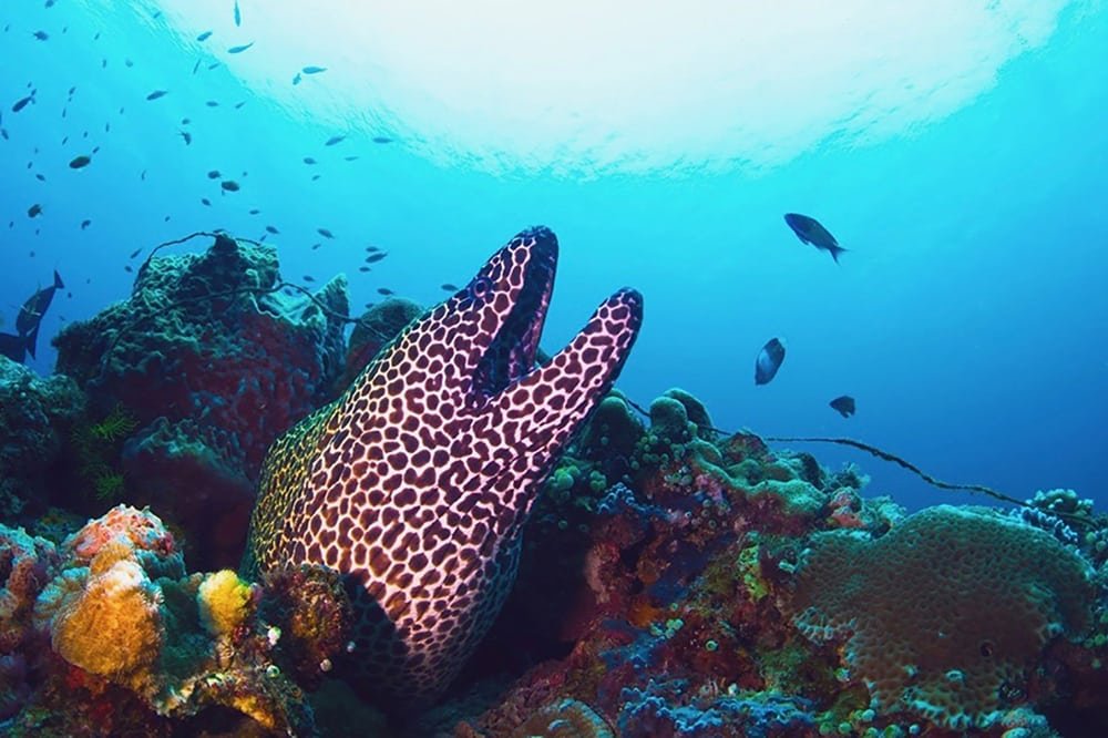 Honeycomb moray eel, Pulau Weh