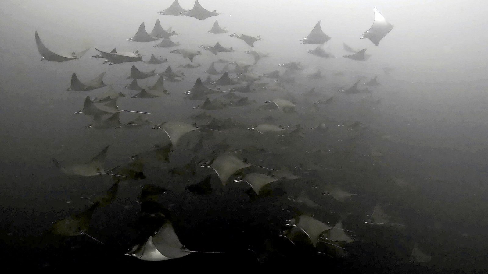 A squadron of mobula rays offshore Pulau Weh, Sumatra