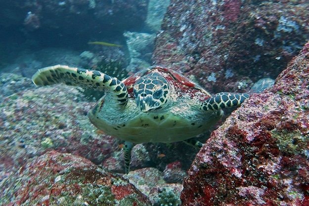 Hawksbill turtle, Pulau Weh