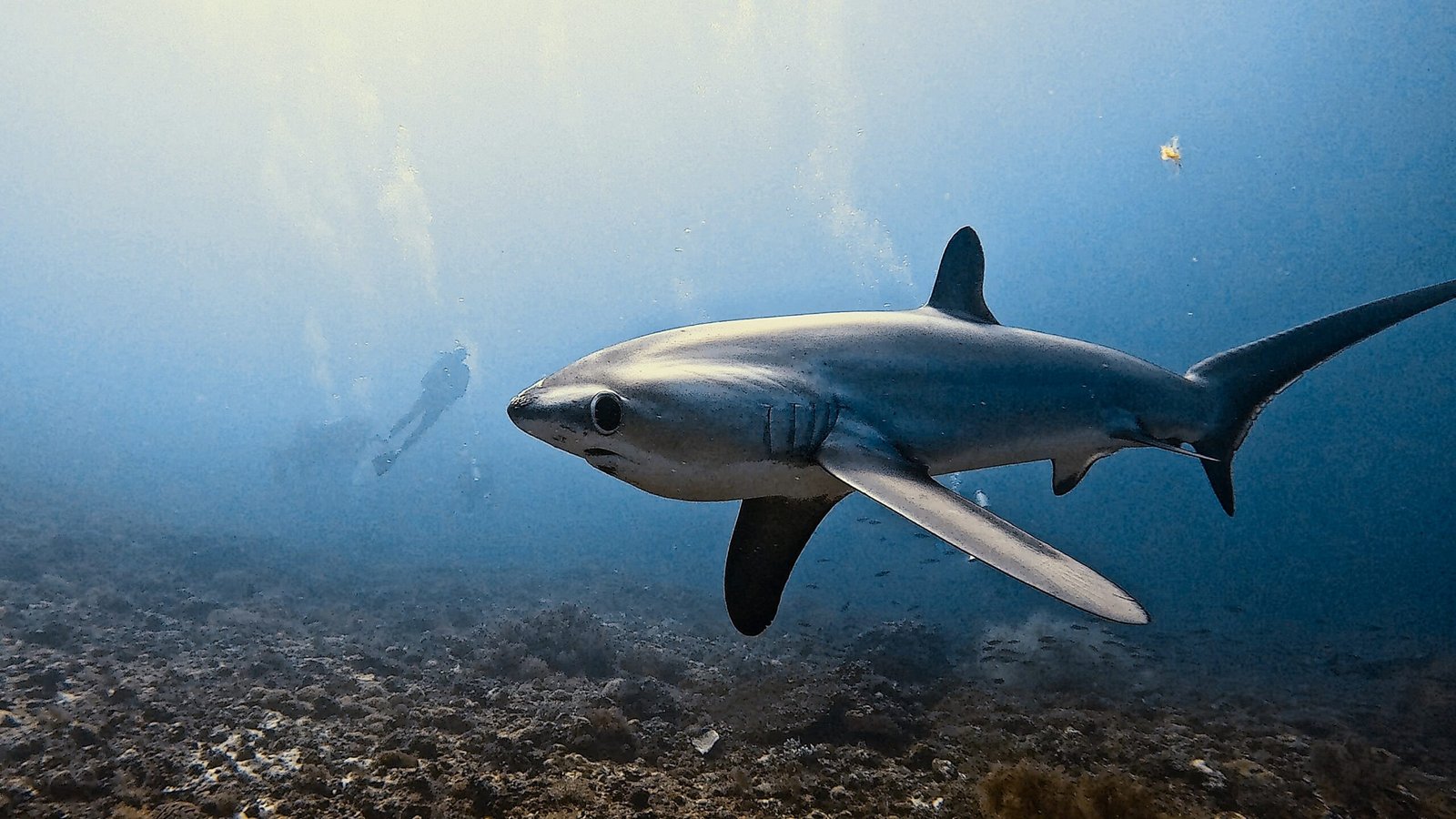A thresher shark passes a diver on the reef at Kemud Shoal, Malapascua, Philippines