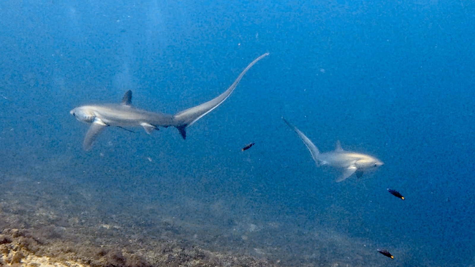 Thresher shark close-up, Malapascua